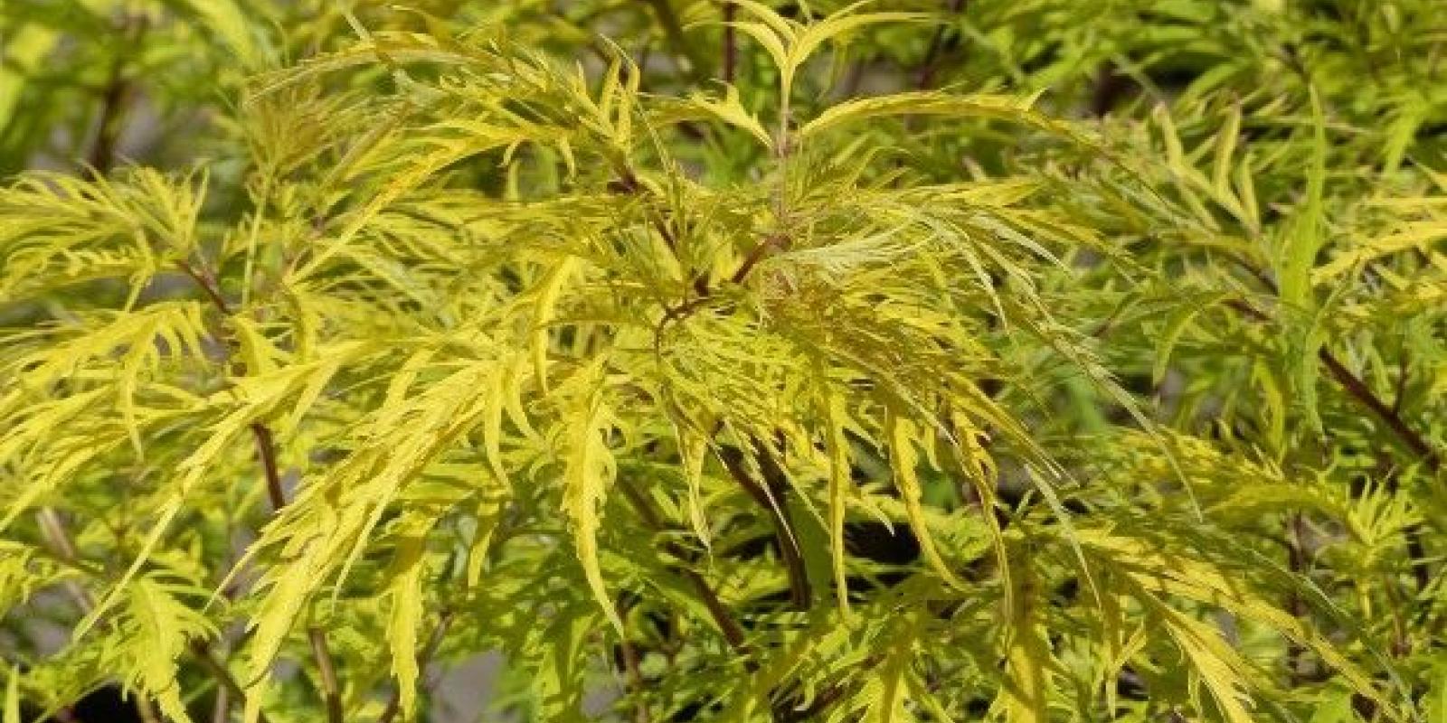 Plante : SARAWEGO