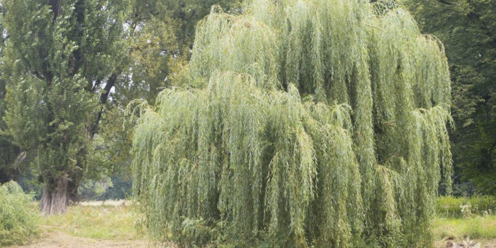 Plante : SASECH