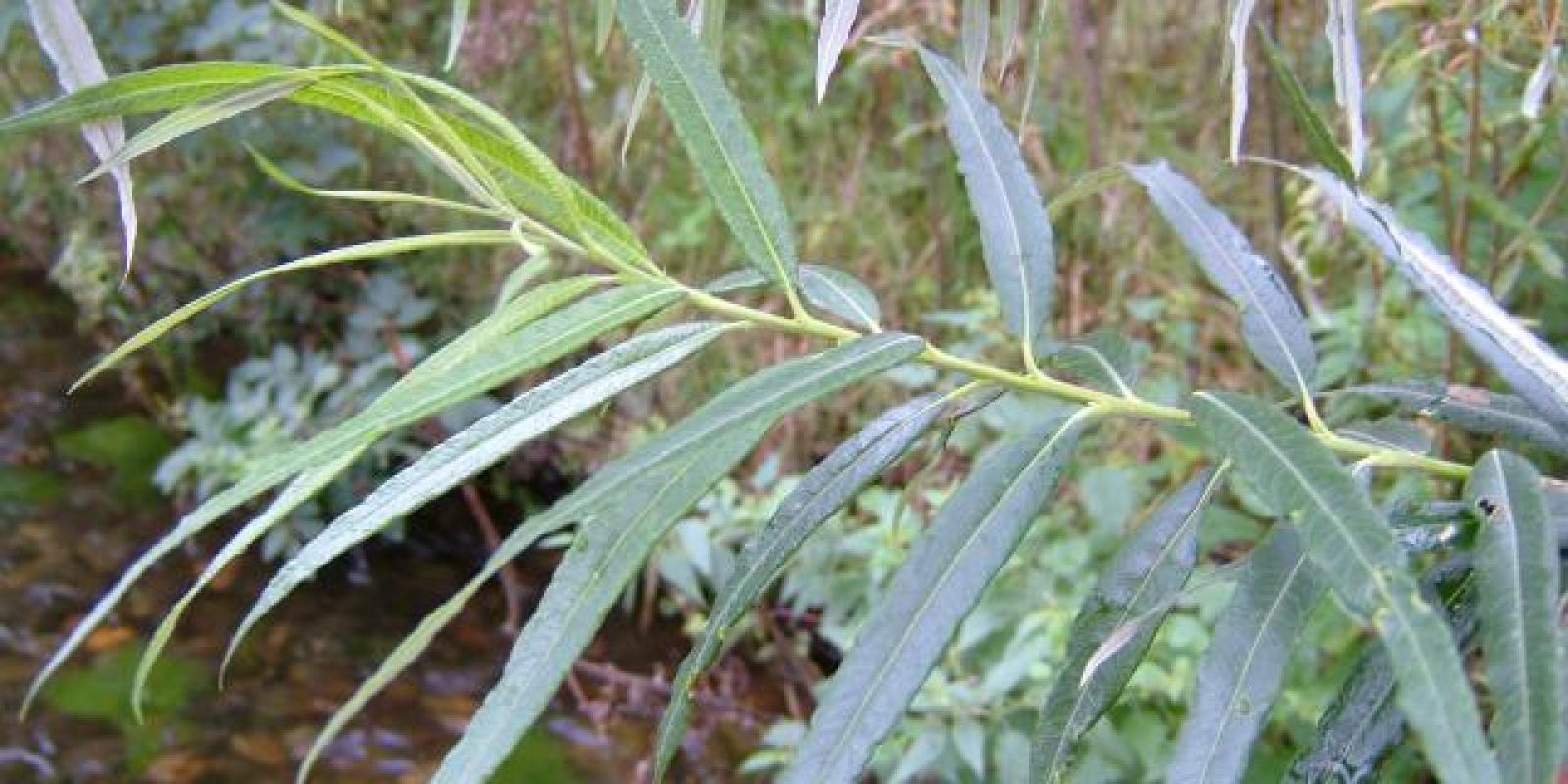 Plante : SAVI