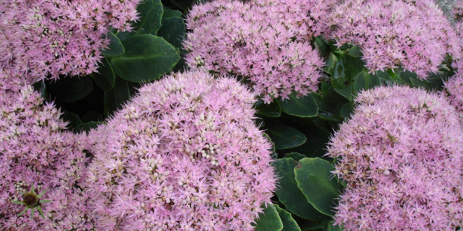 Plante : SESPBR