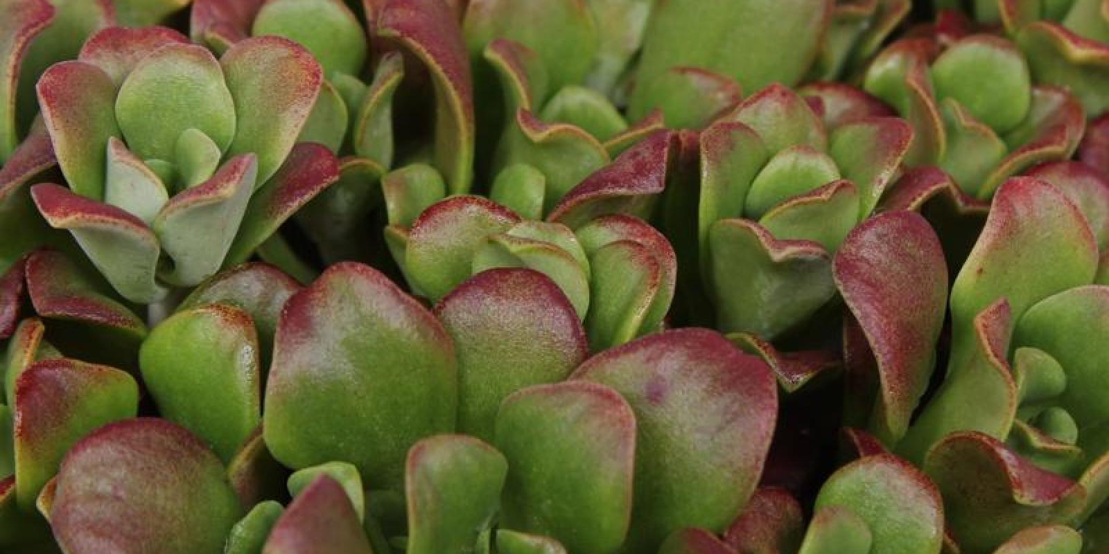 Plante : SESPDA