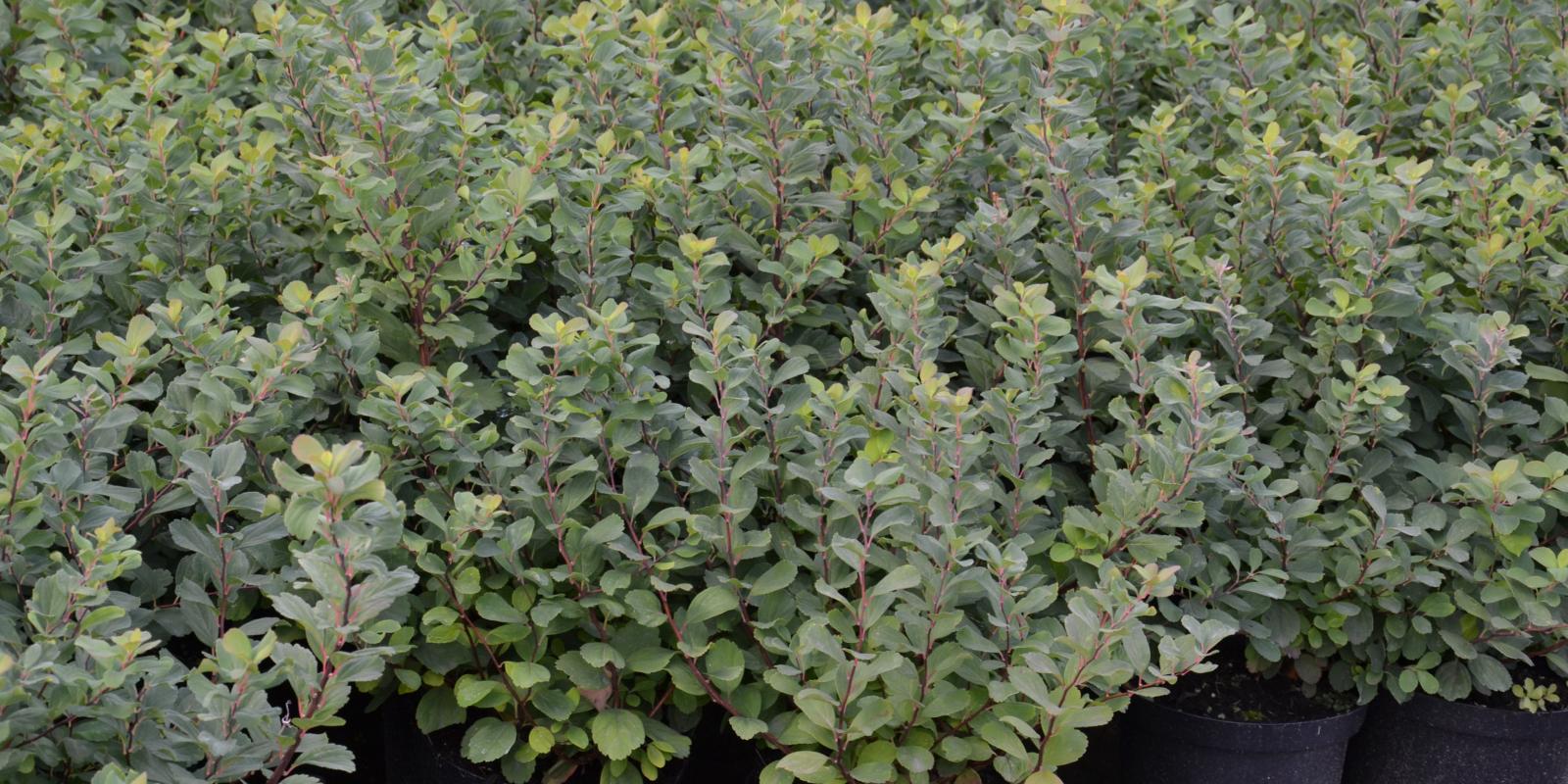 Plante : SPBETO
