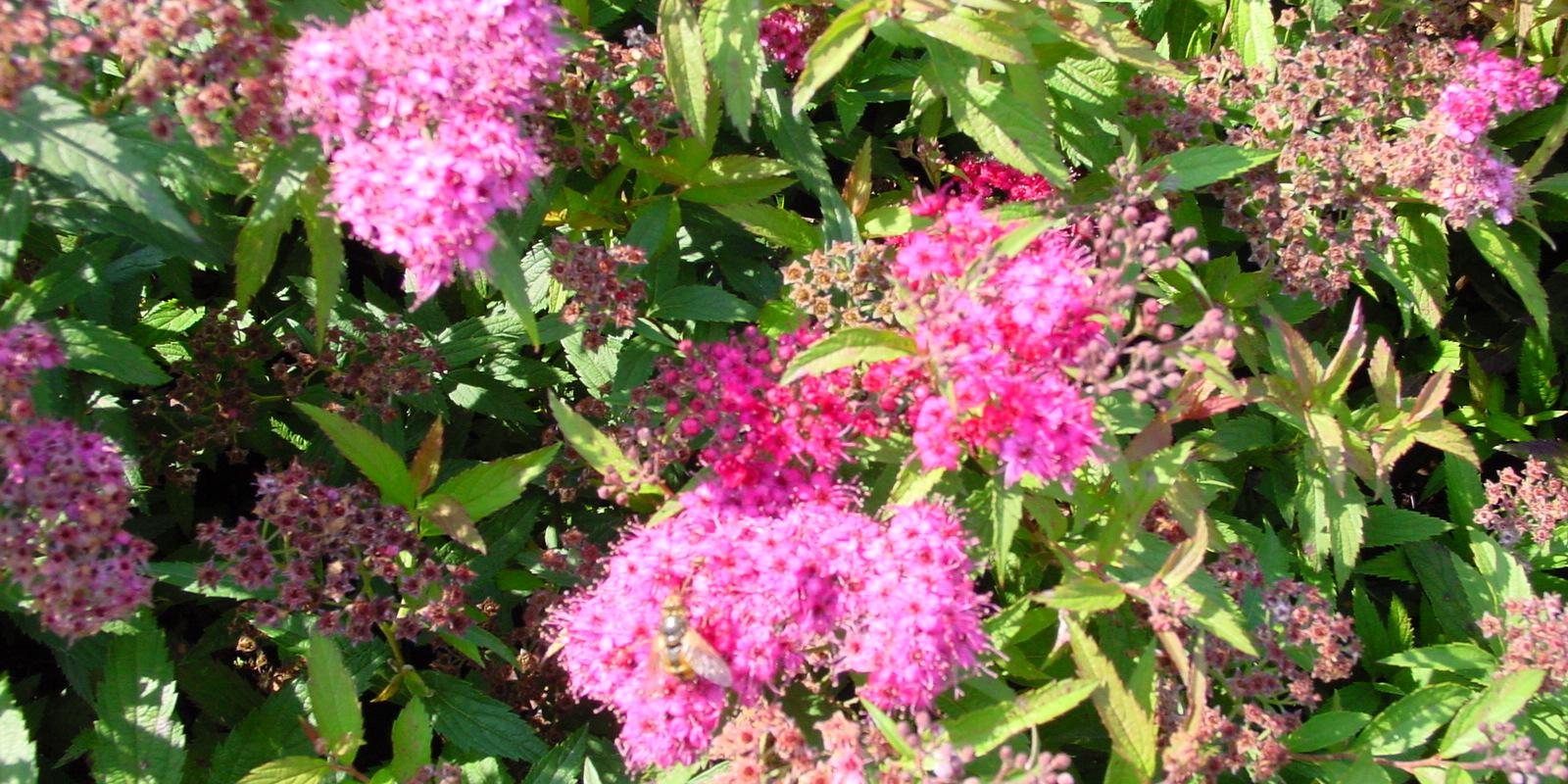 Plante : SPJAANWA