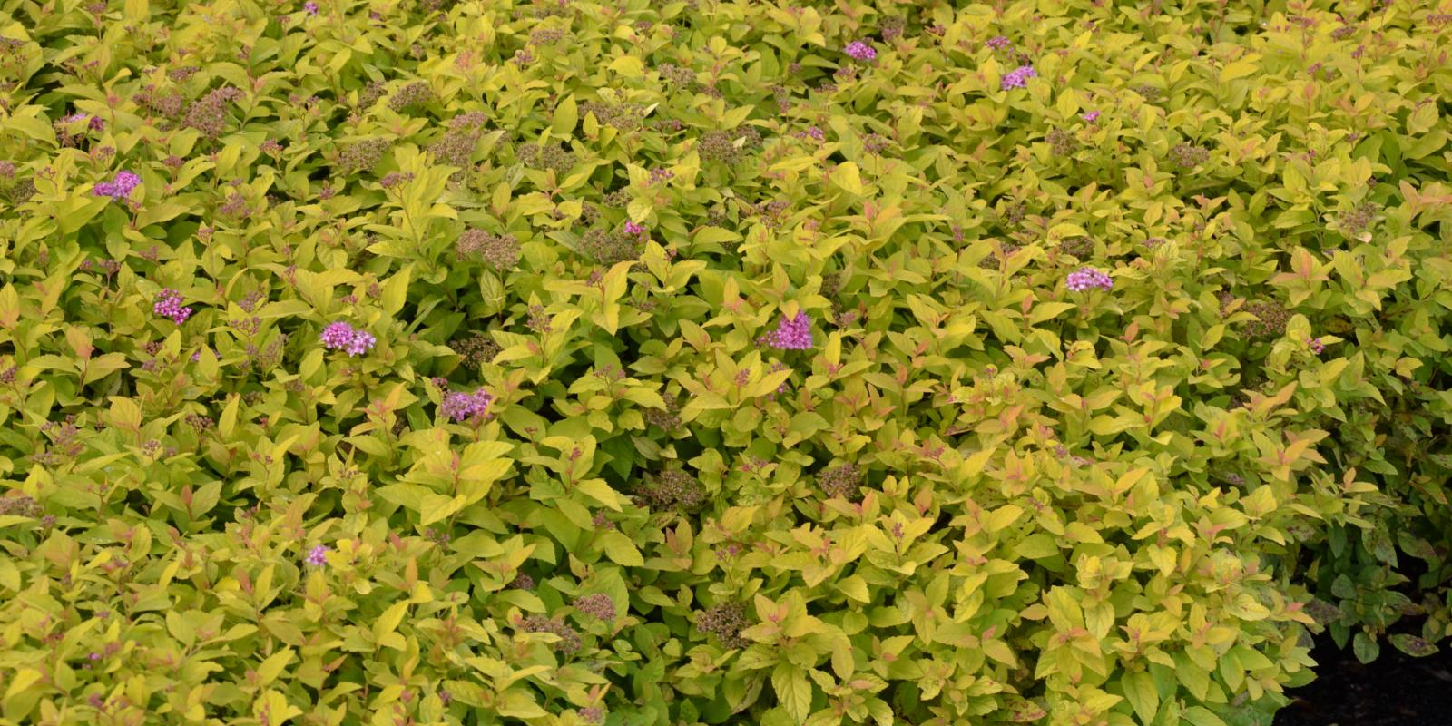 Plante : SPJAGOPR