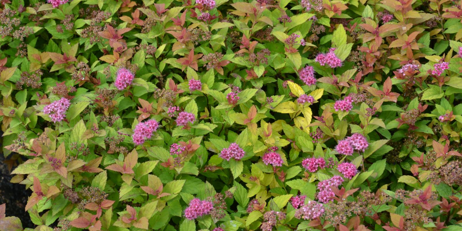 Plante : SPJAMACA