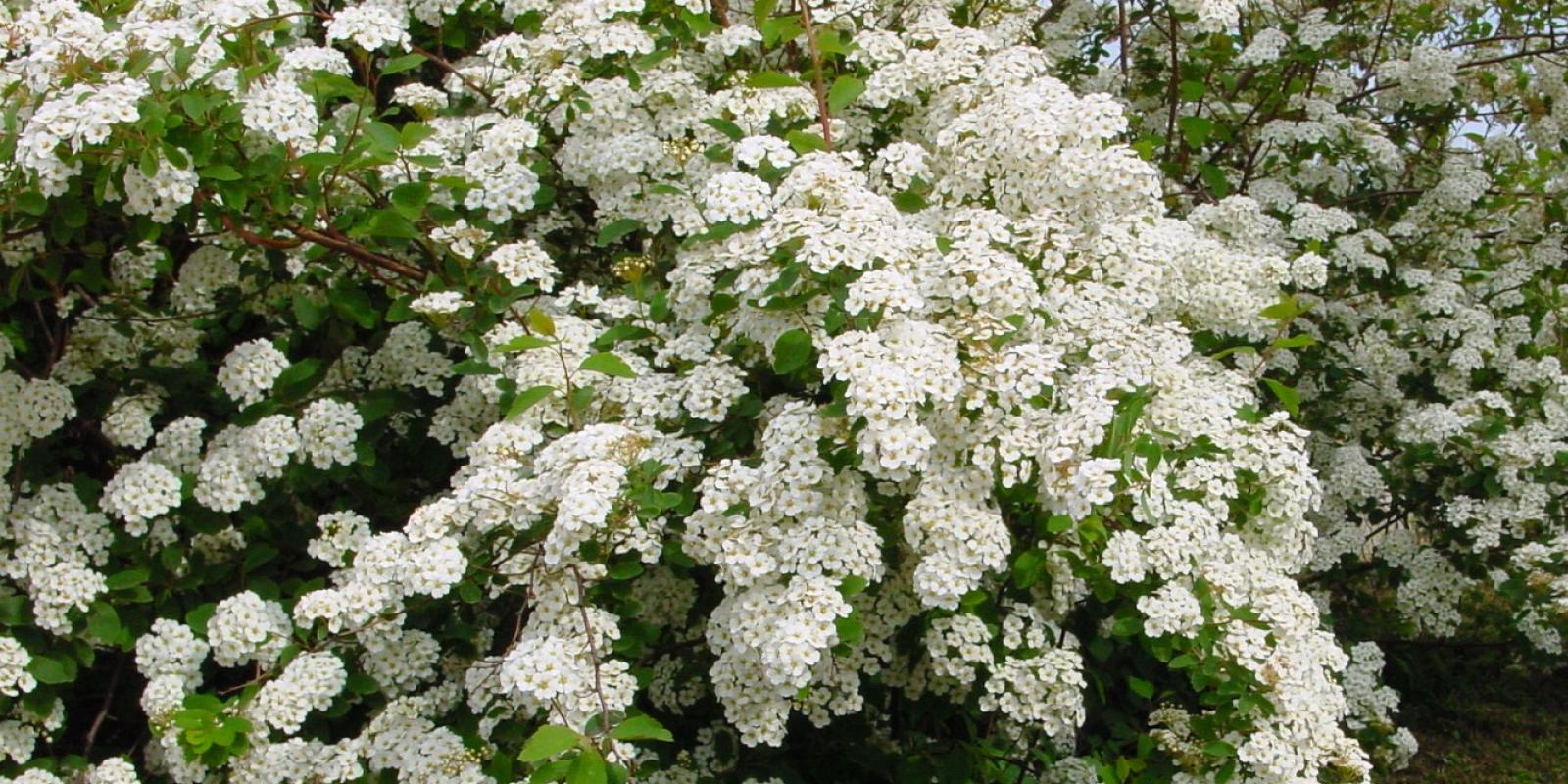 Plante : SPVA