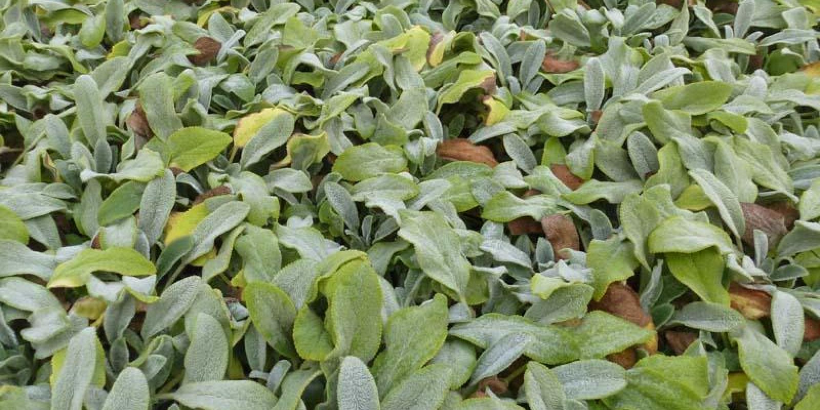 Plante : STBYSICA