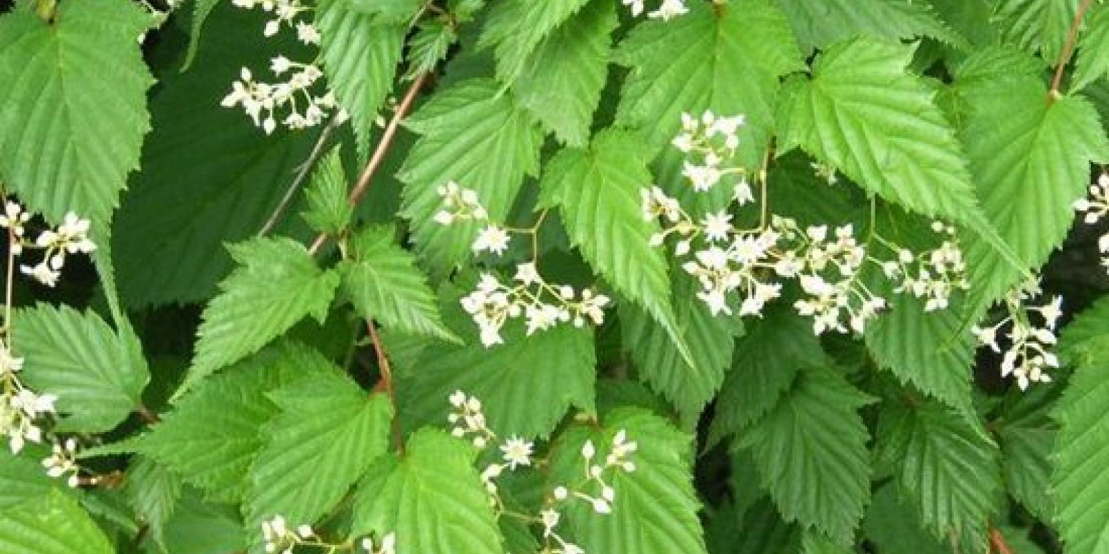 Plante : STTA
