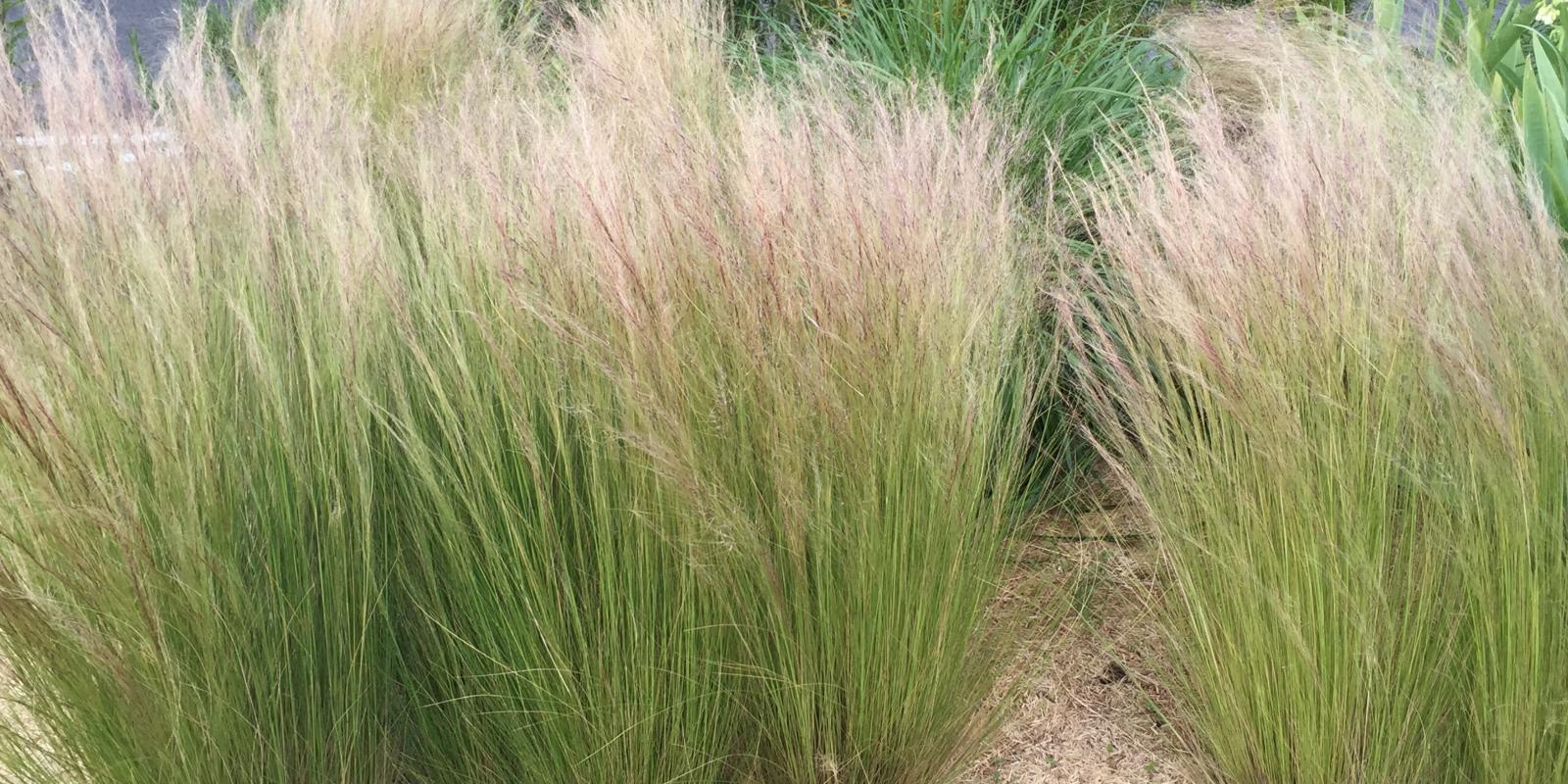 Plante : STTE