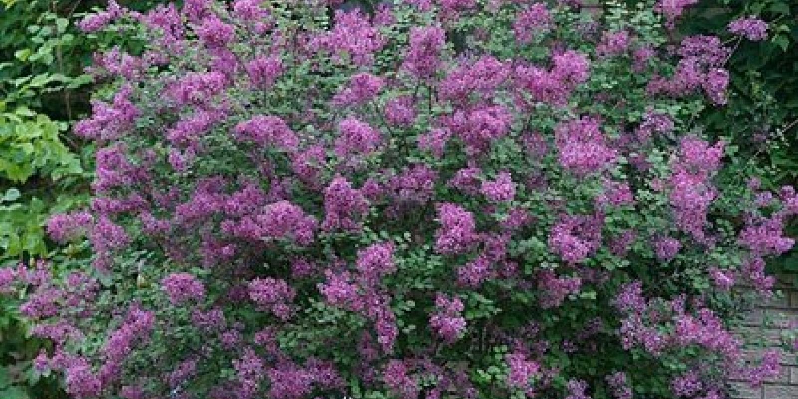 Plante : SYBLDAPU