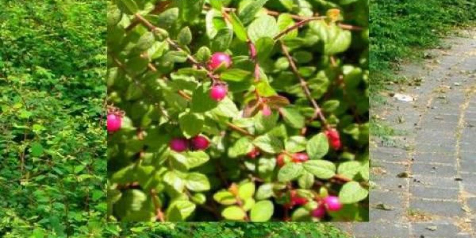Plante : SYCHHA