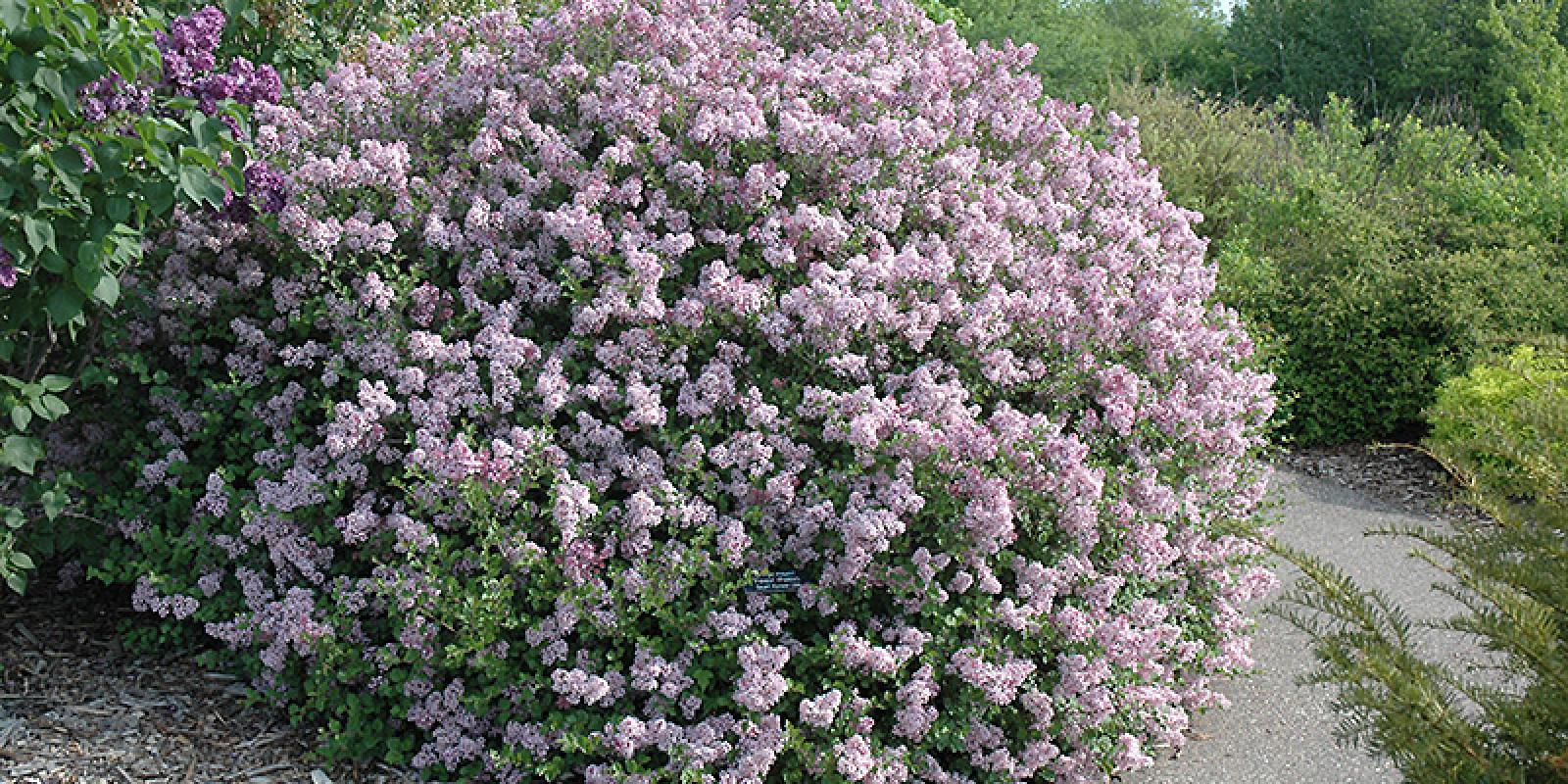 Plante : SYMEPA