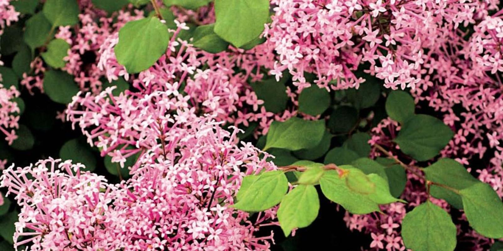 Plante : SYMIREPI