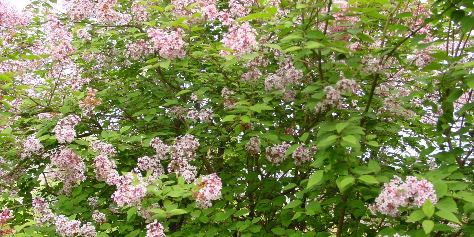 Plante : SYMISU