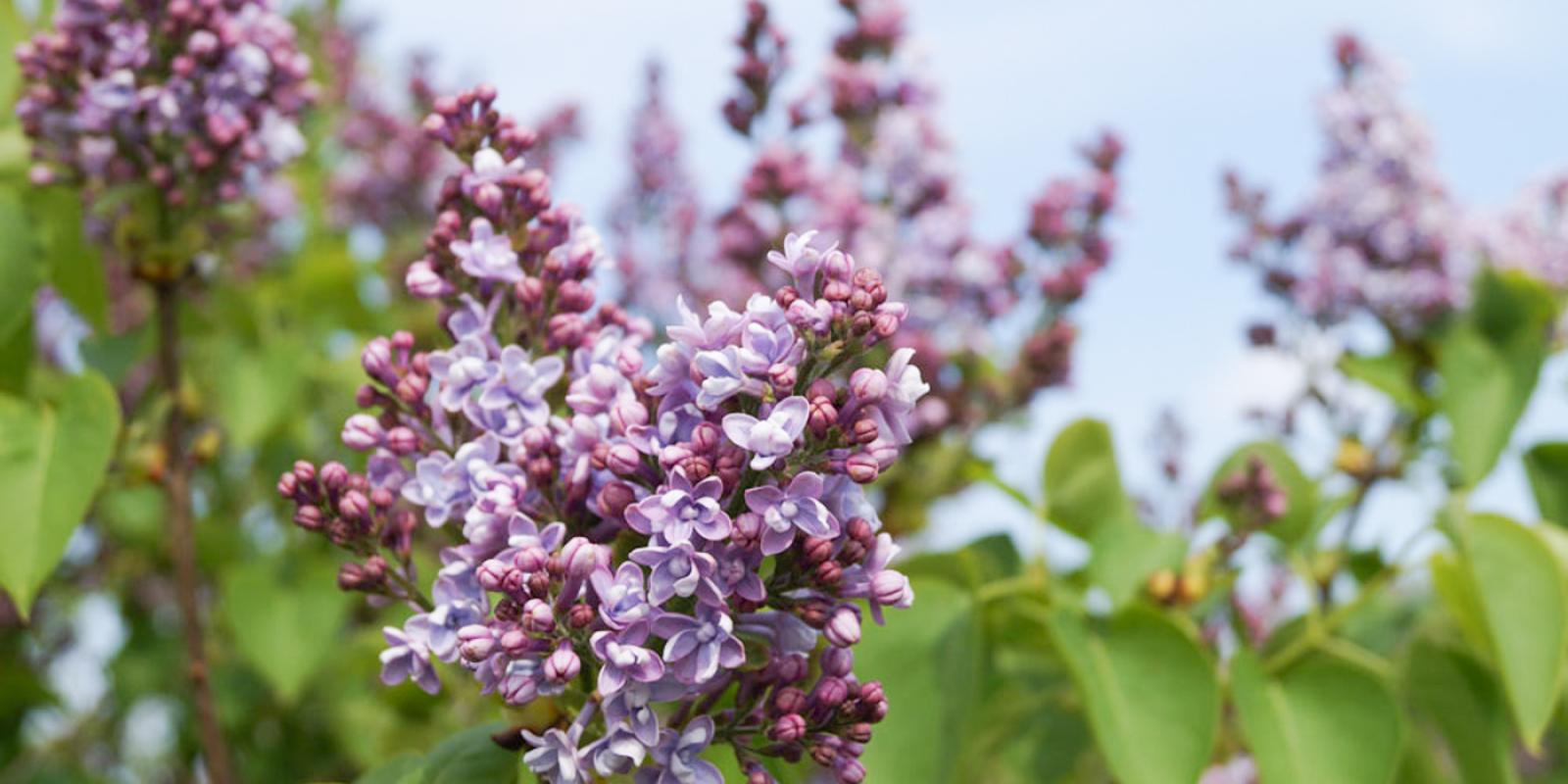 Plante : SYVUMIBU