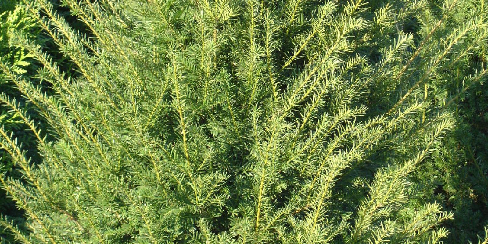 Plante : TABAPF