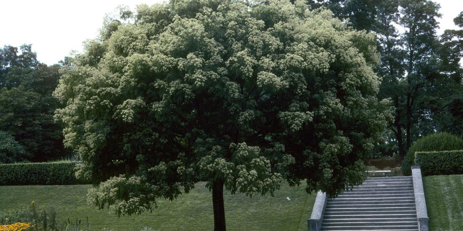 Plante : TEDA