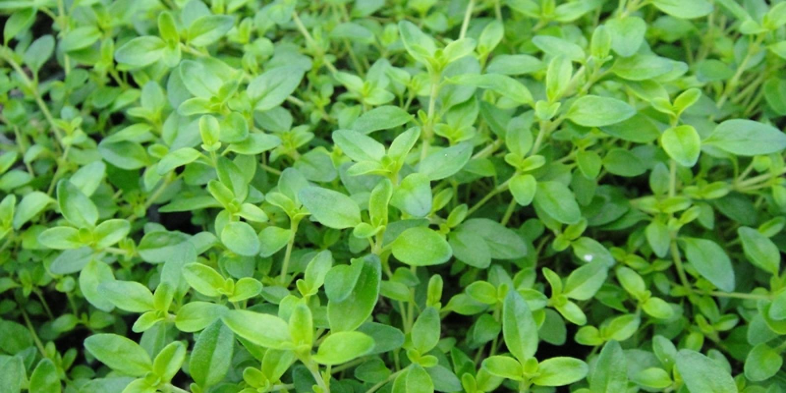 Plante : THCI