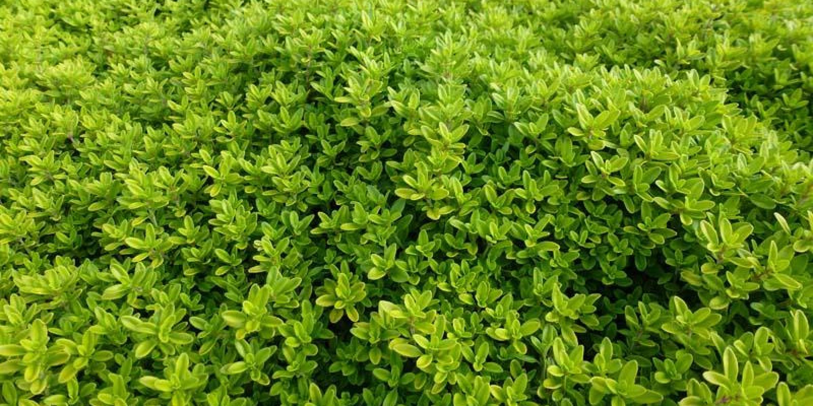 Plante : THCIAU
