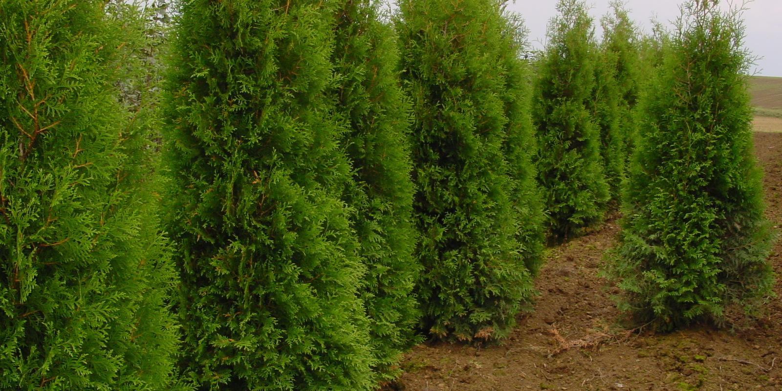 Plante : THOCBR