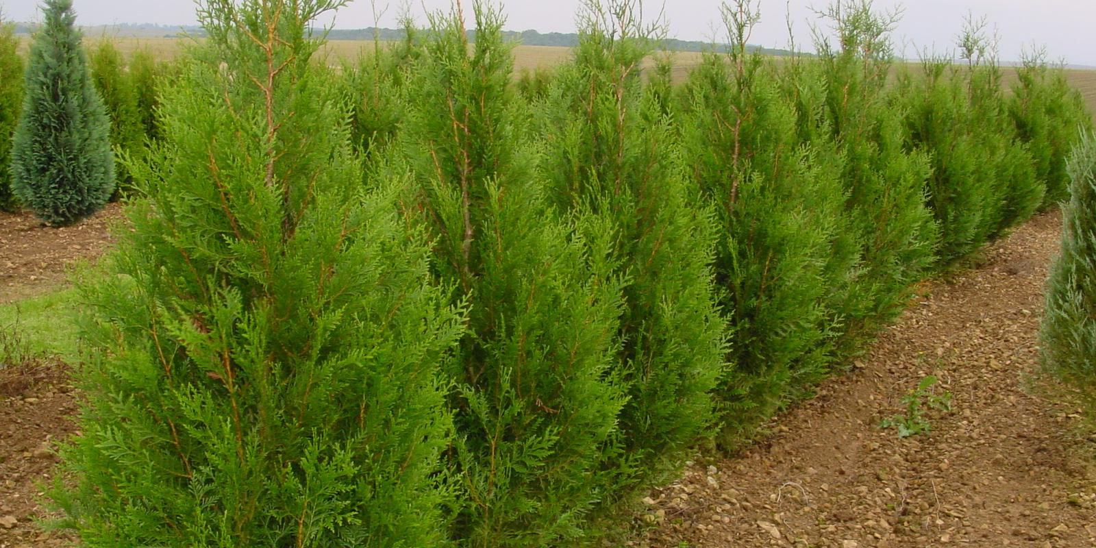 Plante : THPLAT