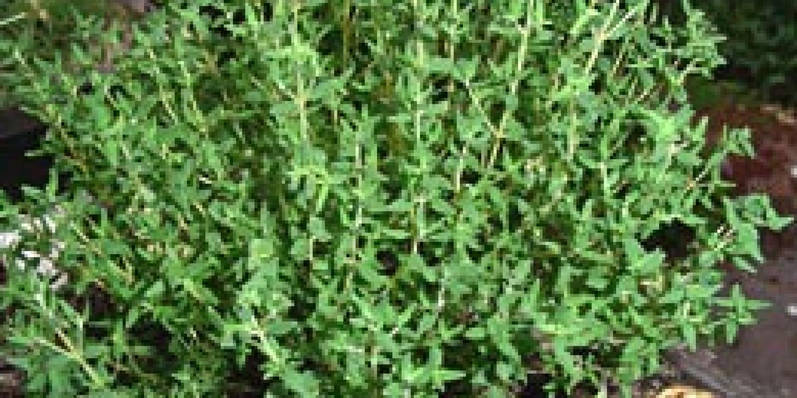 Plante : THVU