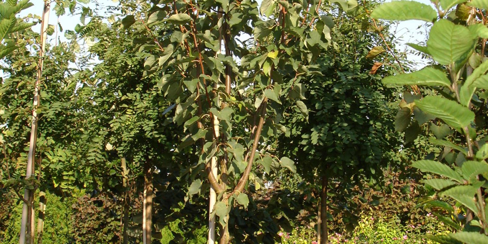 Plante : TICO