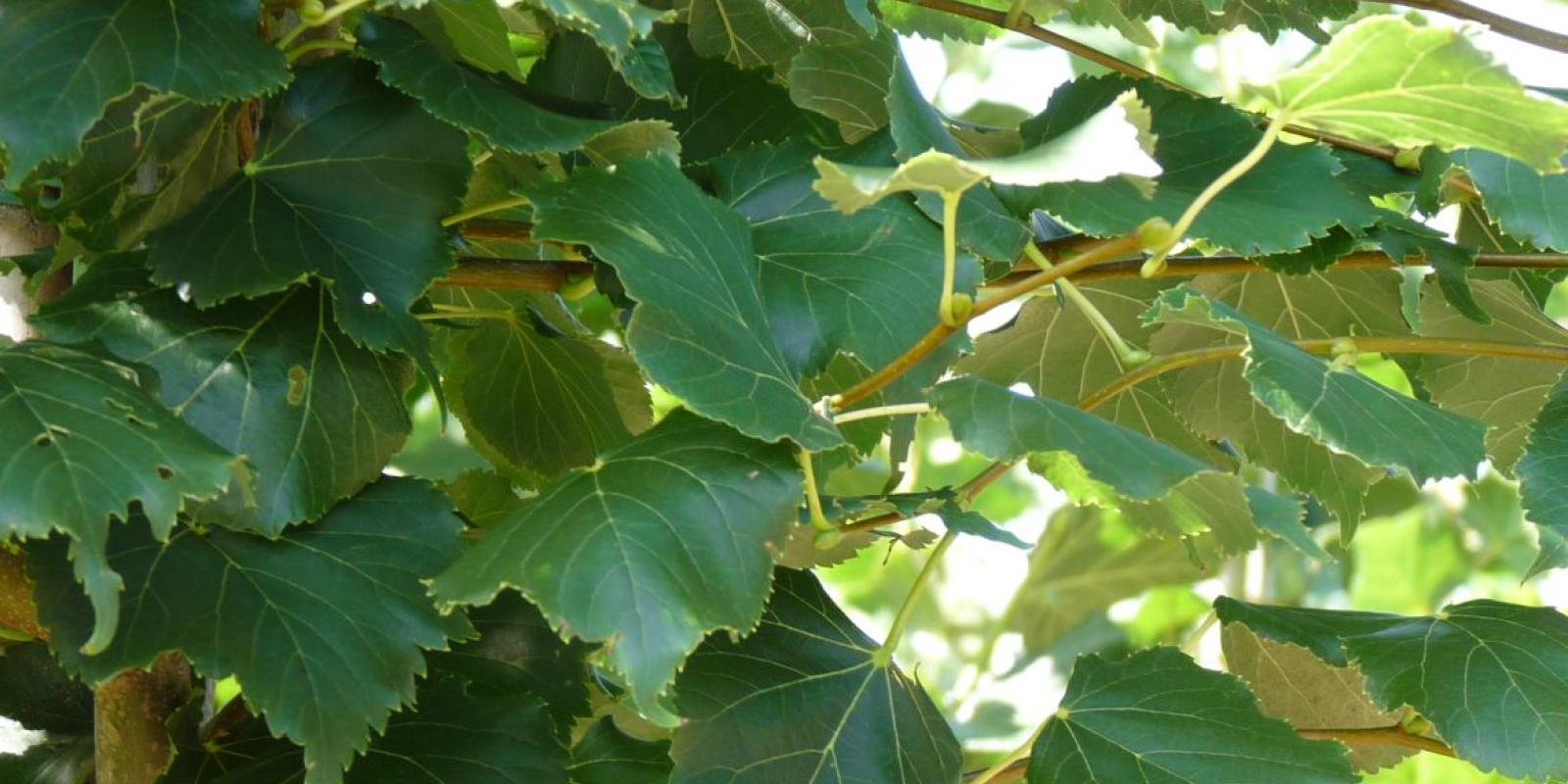 Plante : TICORA