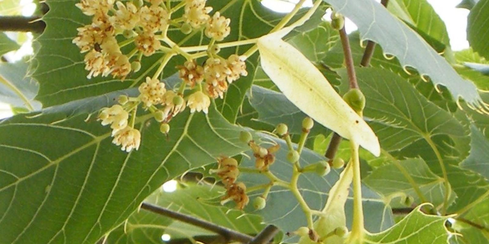 Plante : TIHE