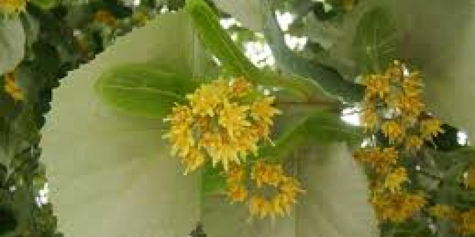 Plante : TITOBR