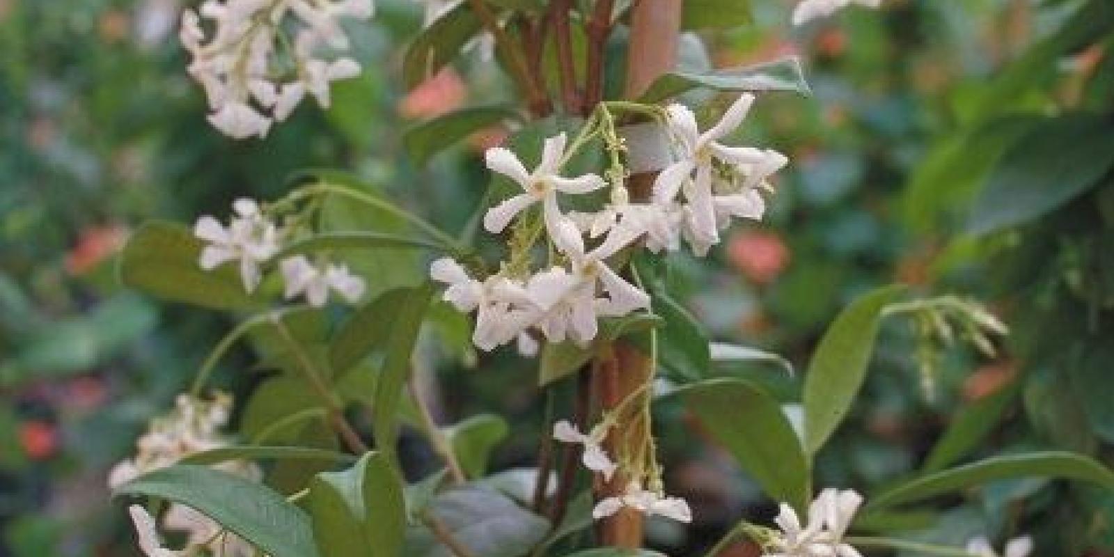 Plante : TRJA