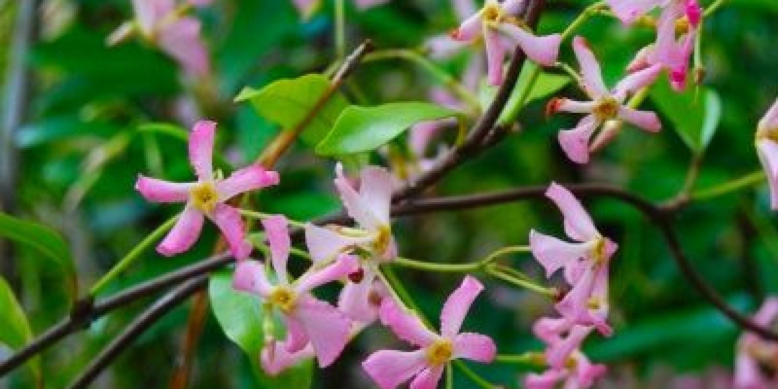 Plante : TRJAPI