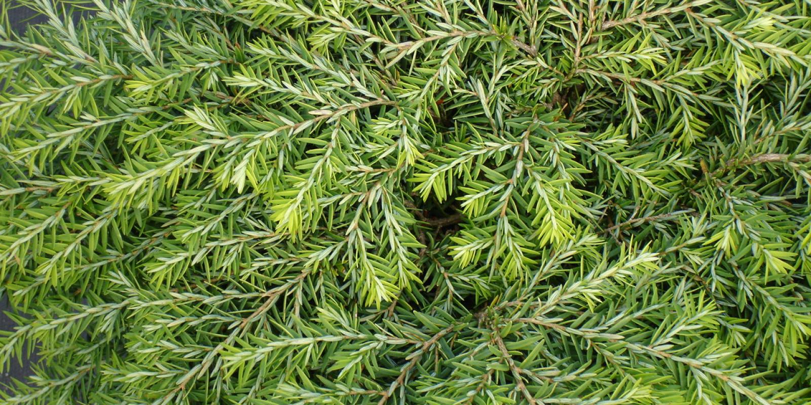 Plante : TSCA