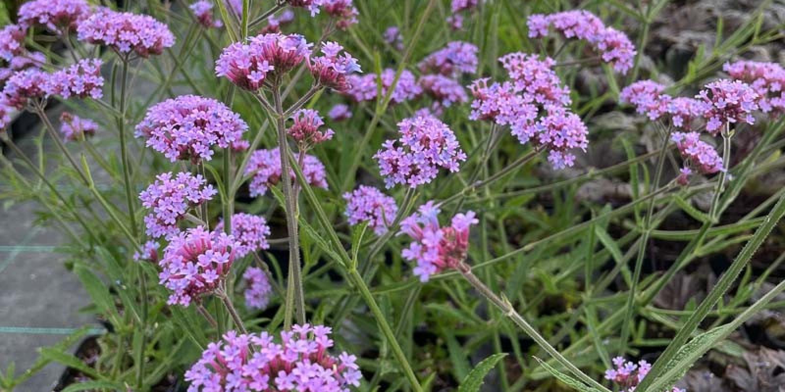 Plante : VEBOLO