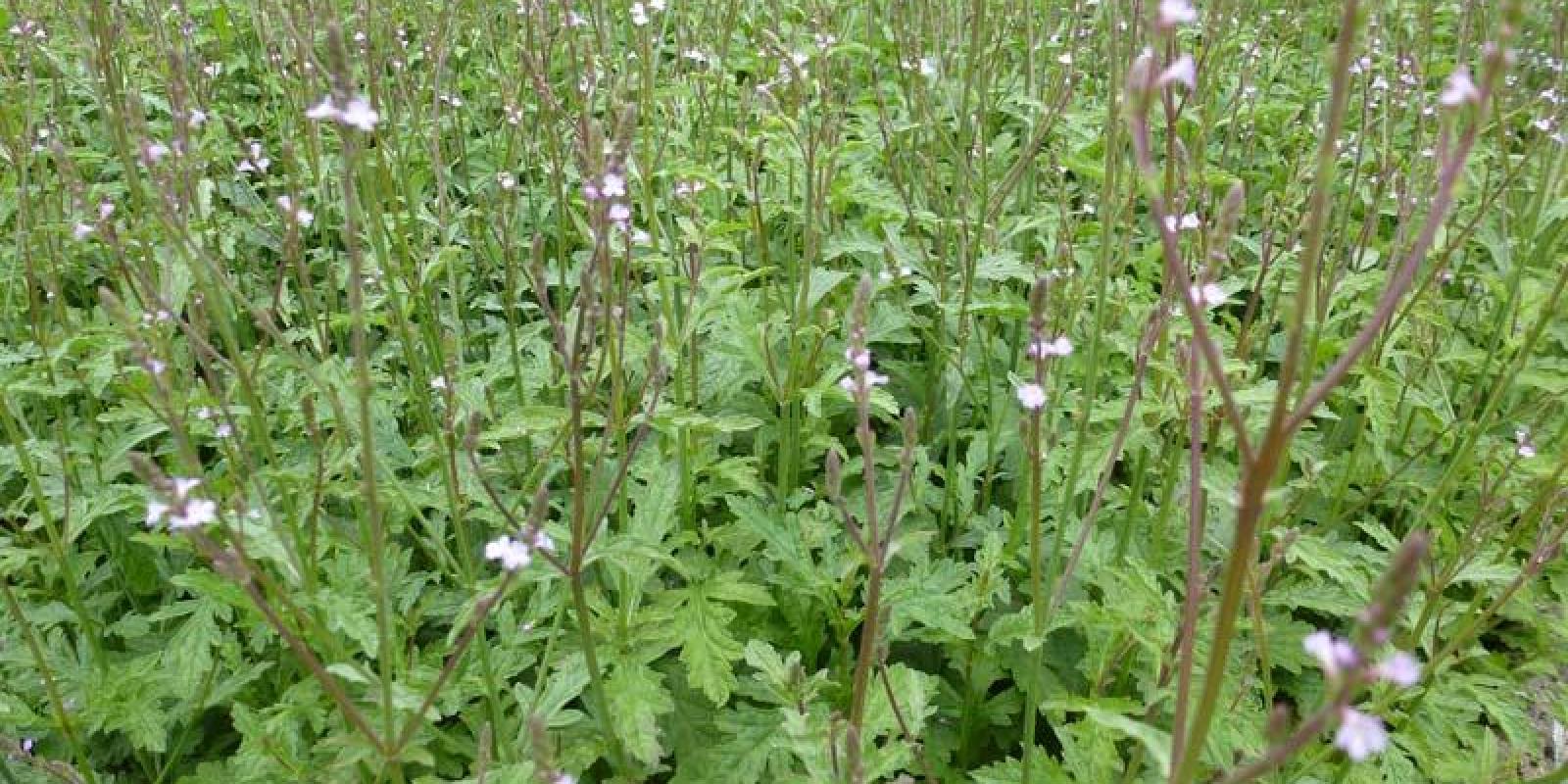 Plante : VECI