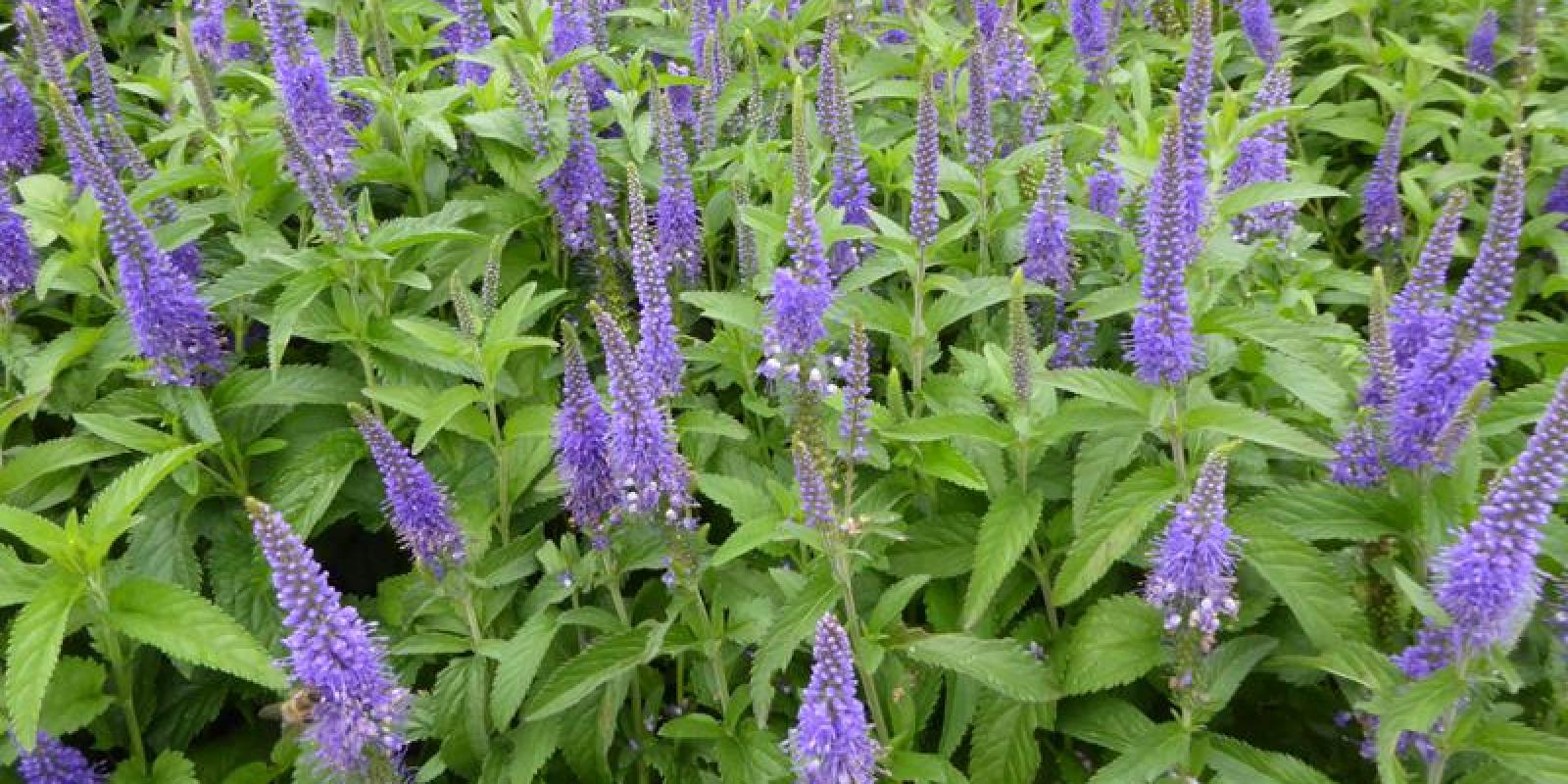 Plante : VELOBL