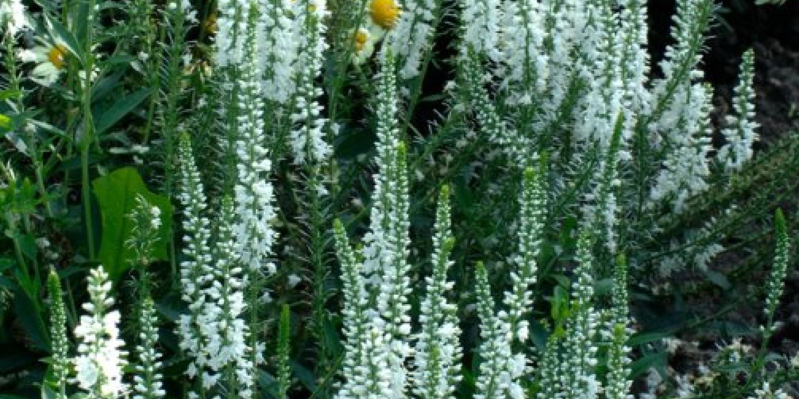 Plante : VELOLIKA
