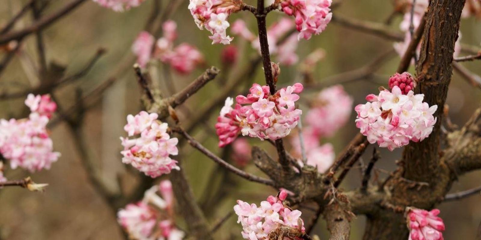 Plante : VIBOCHLA