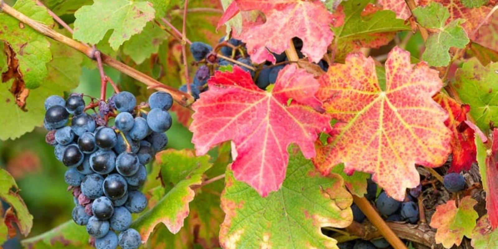 Plante : VIBOGL