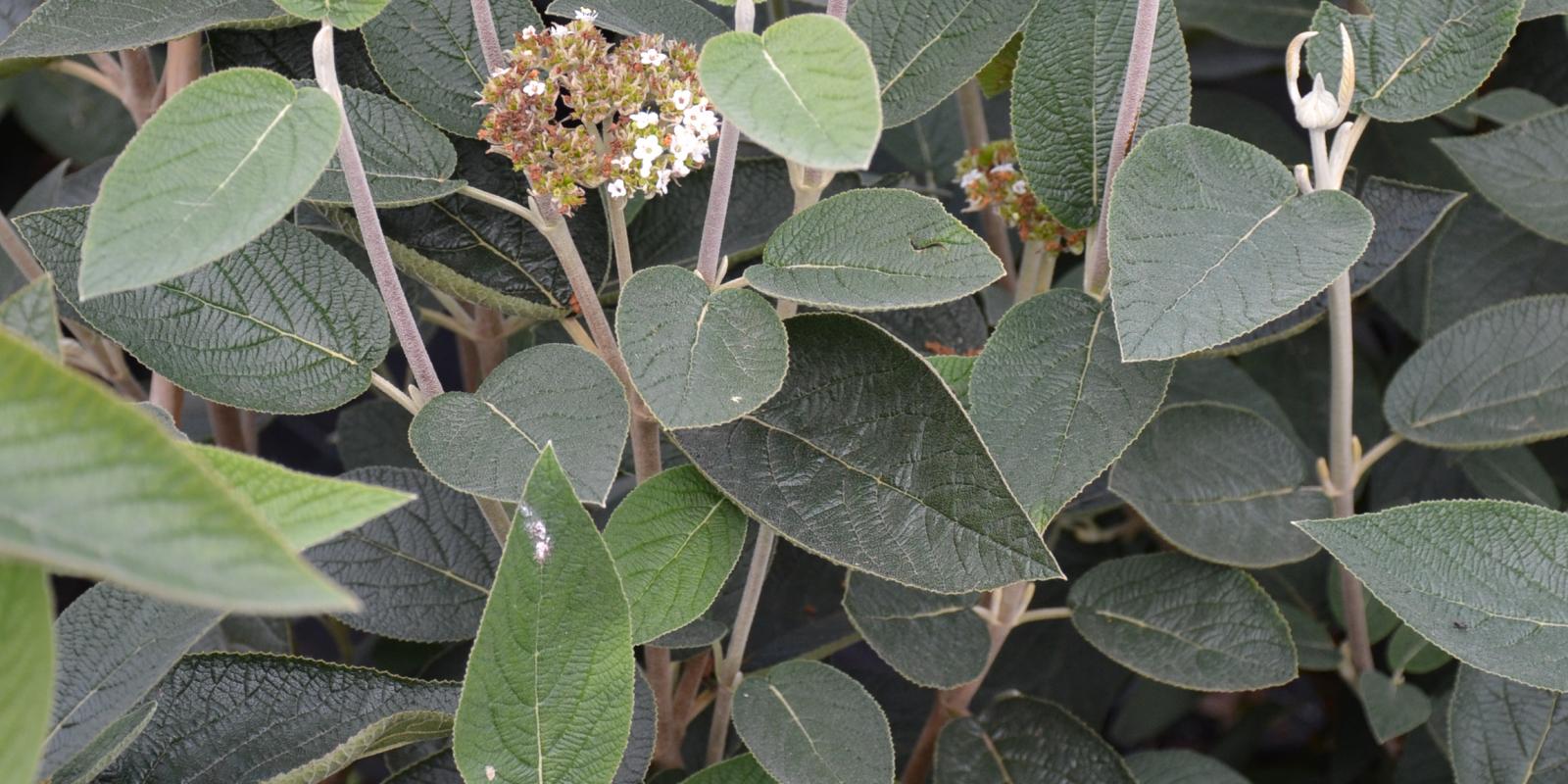 Plante : VILAMO
