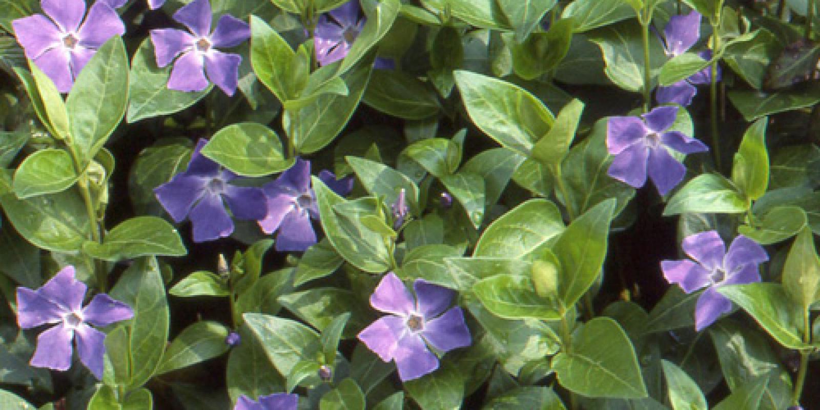 Plante : VIMA