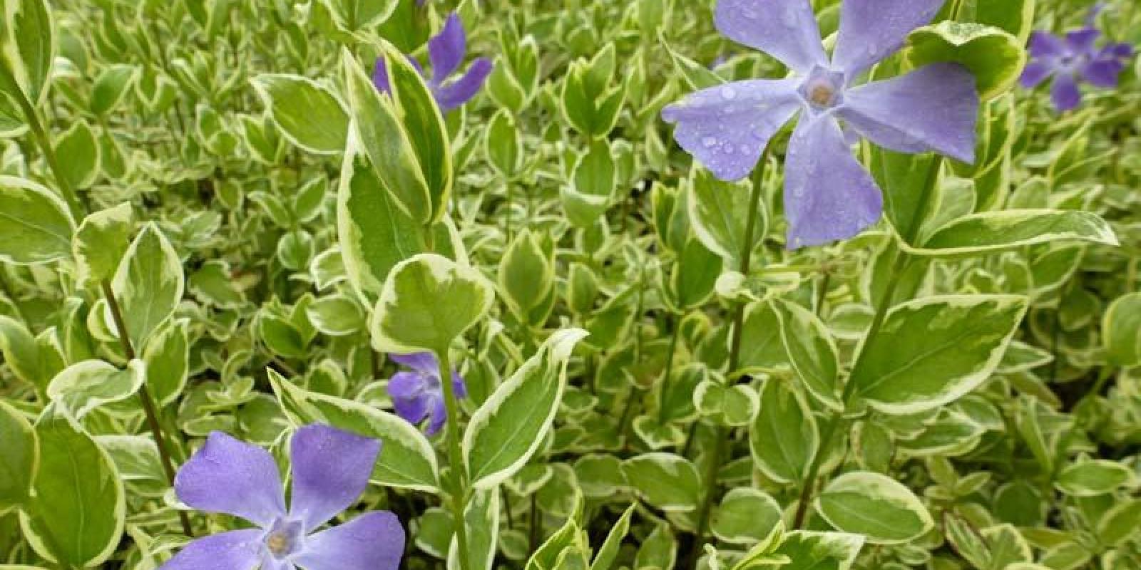 Plante : VIMAVA