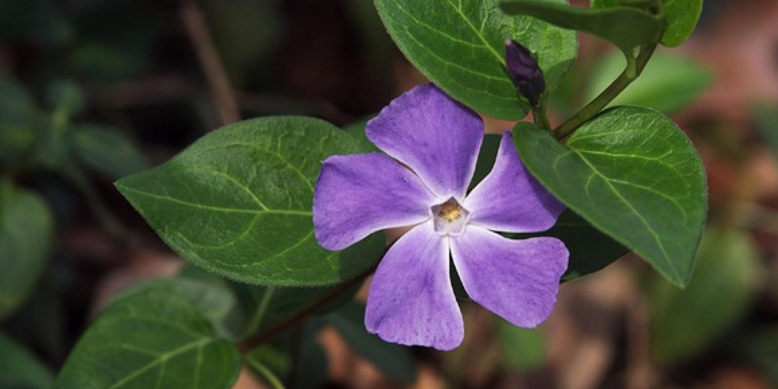Plante : VIMI