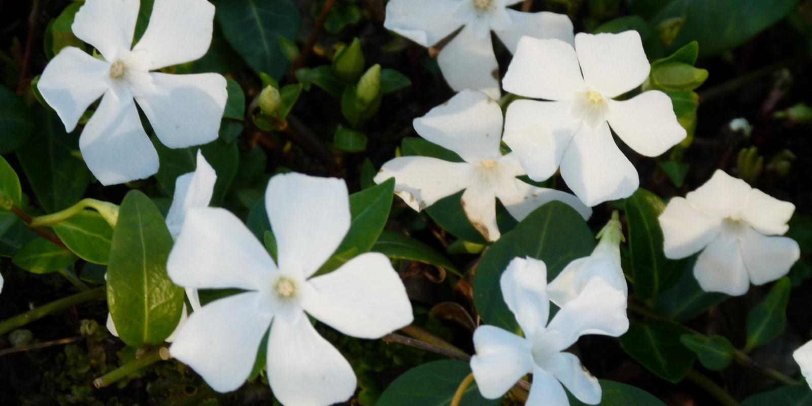 Plante : VIMIAL