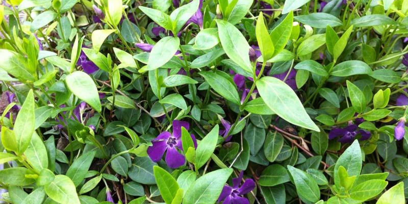 Plante : VIMIAT