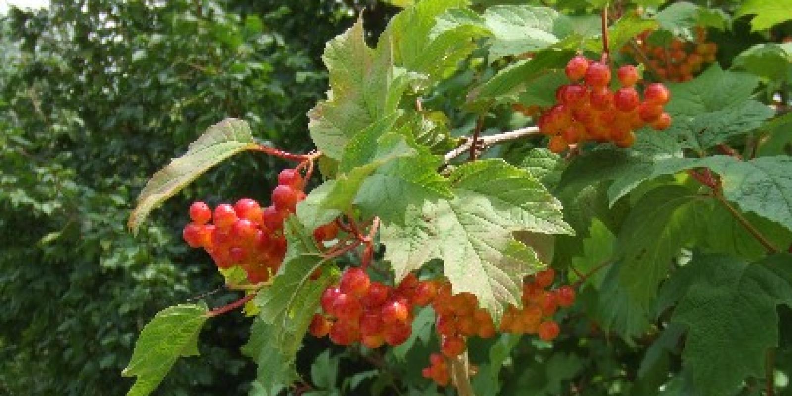 Plante : VIOP