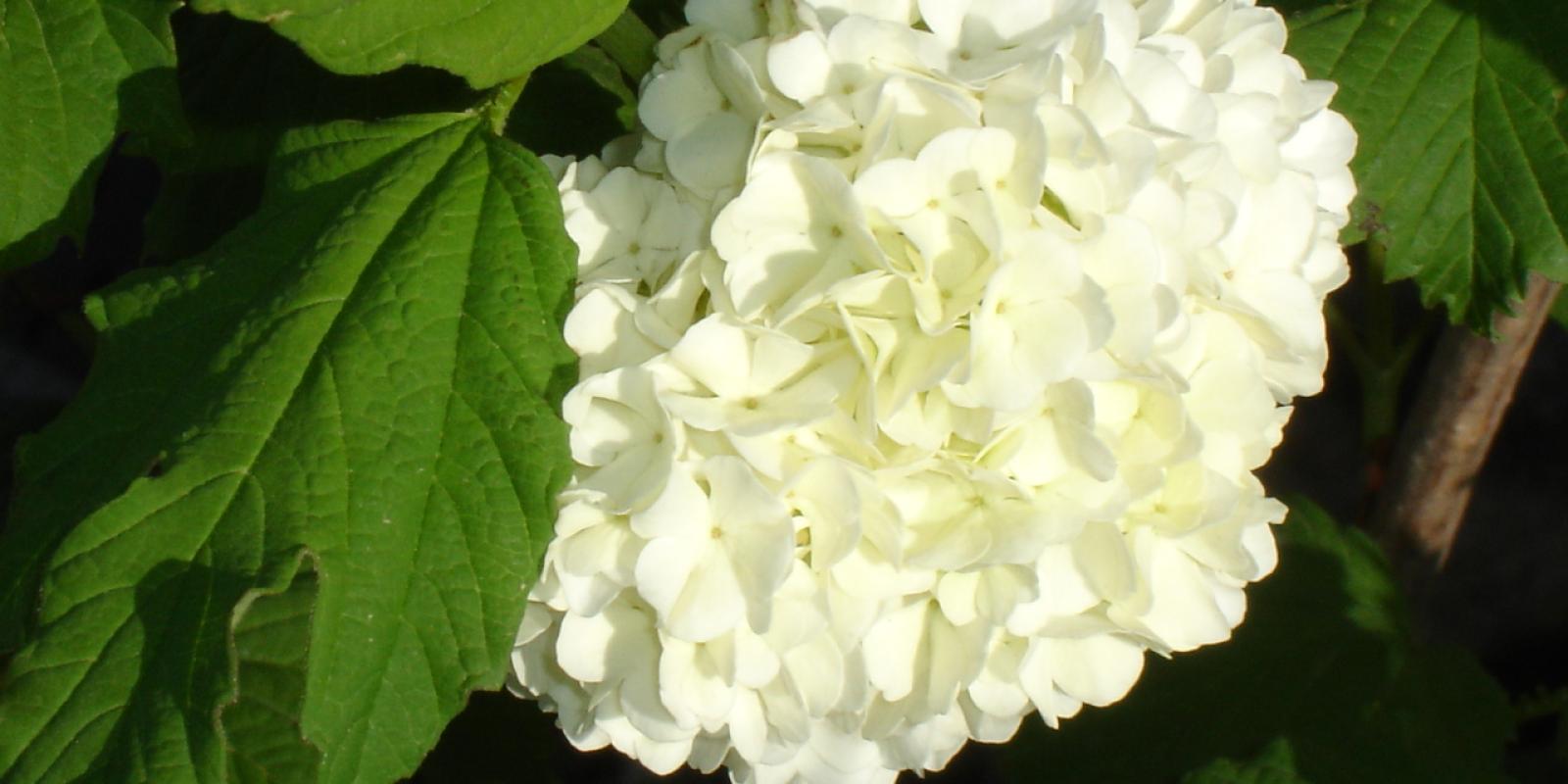 Plante : VIPLGR