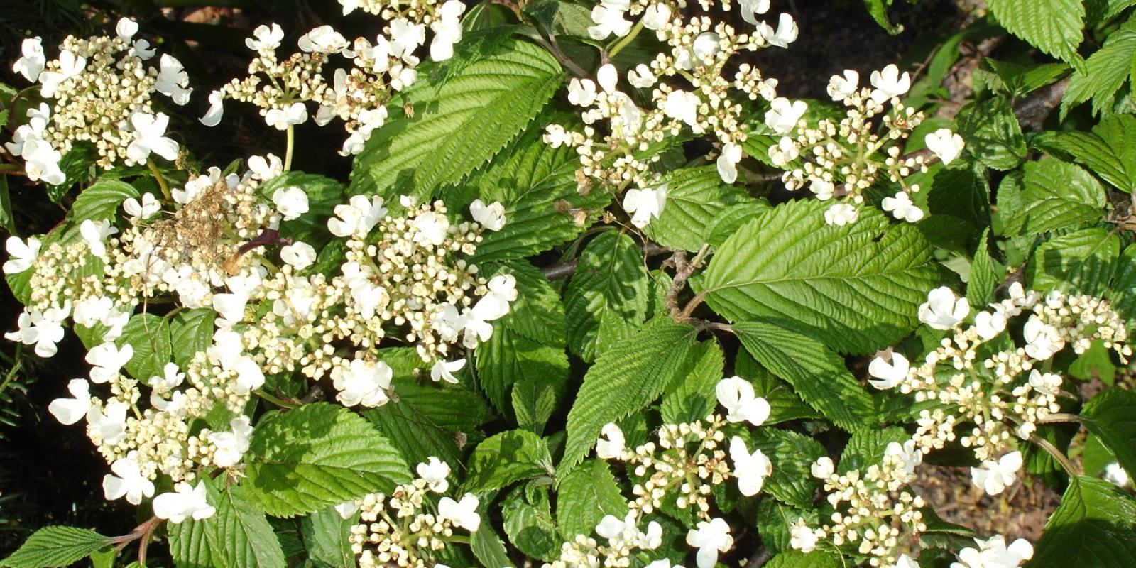 Plante : VIPLMA