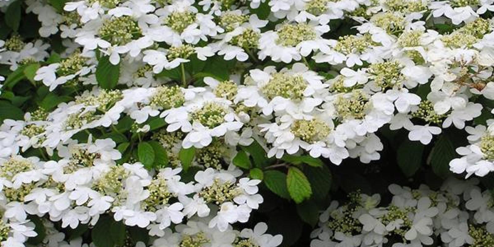 Plante : VIPLWA