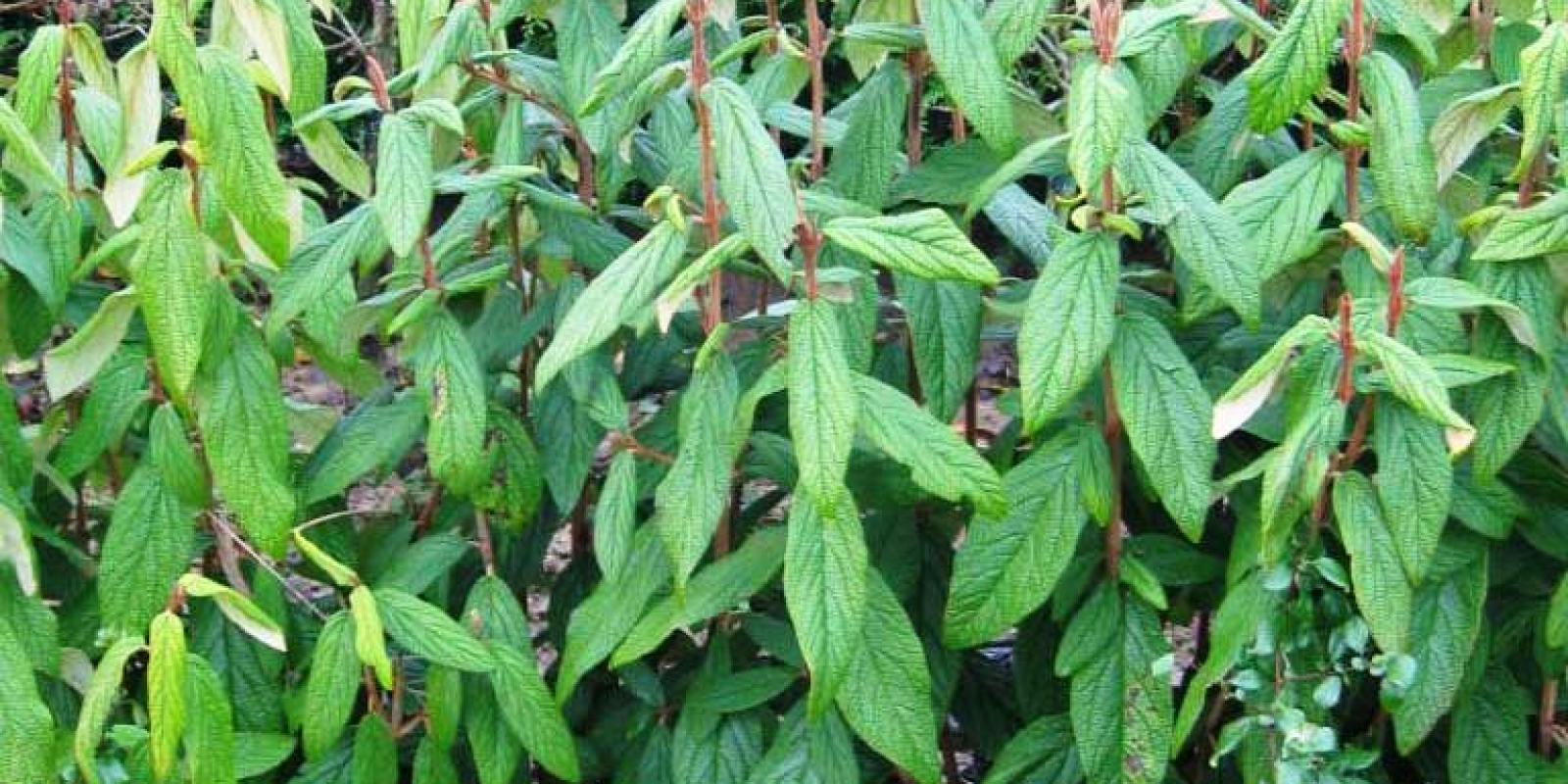 Plante : VIRH